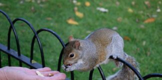 Santa Monica, “Please Don’t Feed The Squirrels”