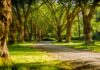 Feedback Wanted For Topanga State Park, Will Rogers State Historic Park