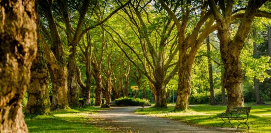 Feedback Wanted For Topanga State Park, Will Rogers State Historic Park