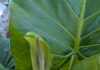 Potted Plants Within Home Gardens potted plants