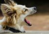 Millionaire Sues Decades-Old Dog Hotel
