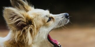 Millionaire Sues Decades-Old Dog Hotel Over Noise