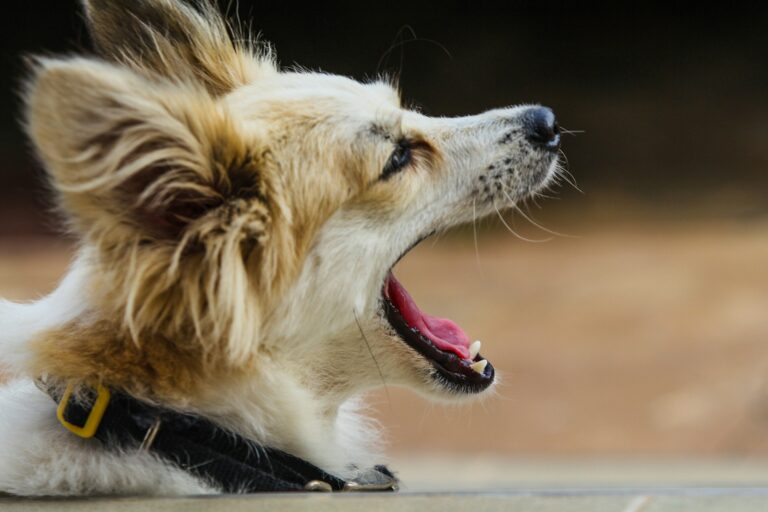 Millionaire Sues Decades-Old Dog Hotel Over Noise