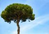 Santa Monica’s Historic Coral Trees Scheduled For Removal