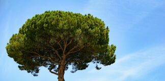 Santa Monica’s Historic Coral Trees Scheduled For Removal
