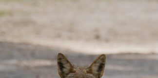 Coyotes Den In West Hollywood Construction Site