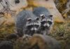 Two Baby Raccoons Crash Dodgers Vs. Rockies Game