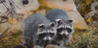 Two Baby Raccoons Crash Dodgers Vs. Rockies Game