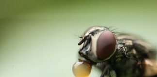 Boyle Heights Fly Infestation Raises Health Concerns