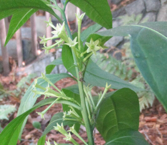 Fragrance Is Really For Pollinators fragrance