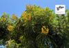 Tipu Tree Replacement Planting Project