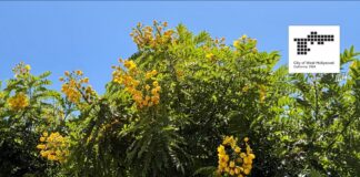 Tipu Tree Replacement Planting Project