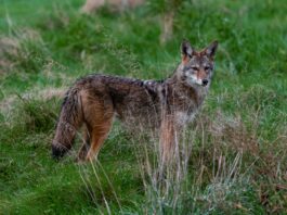 Beverly Hills Hosting Wildlife Workshop