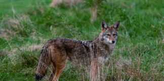 Beverly Hills Hosting Wildlife Workshop