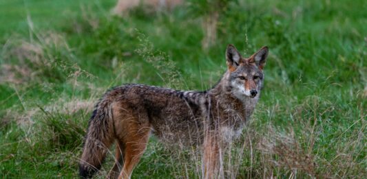 Beverly Hills Hosting Wildlife Workshop