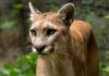 Studio City Resident Captures Mountain Lion On Camera