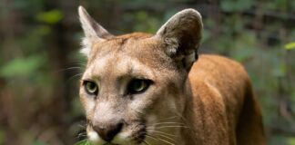 Studio City Resident Captures Mountain Lion On Camera
