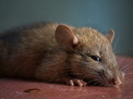 Davey Wayne’s Closed Due To Vermin