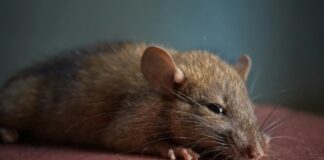Davey Wayne’s Closed Due To Vermin