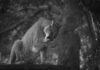Mountain Lion Spotted In Studio City