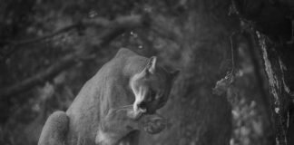 Mountain Lion Spotted In Studio City