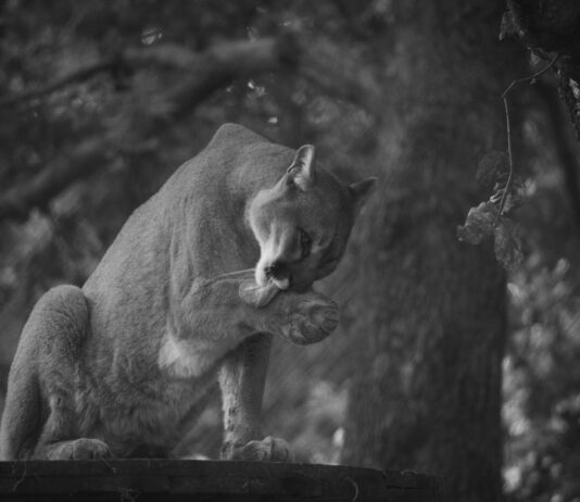 Mountain Lion Spotted In Studio City