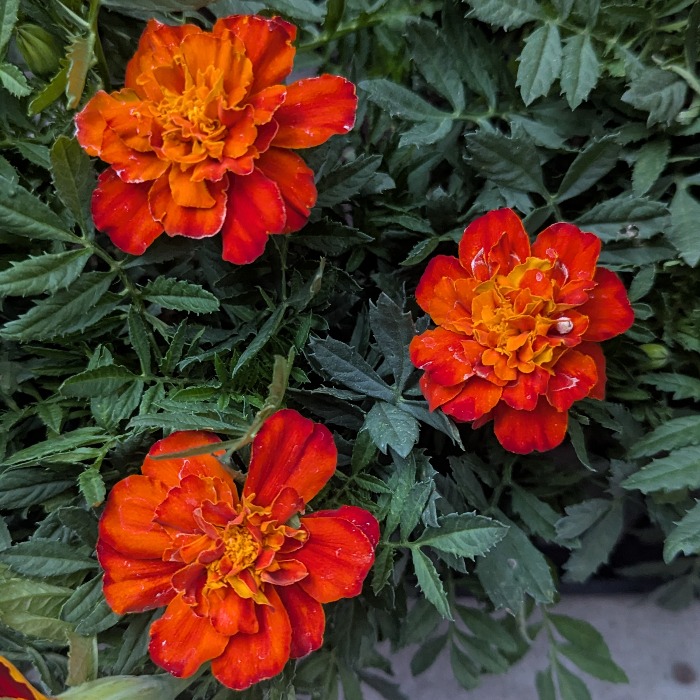 60923+ cool season annuals