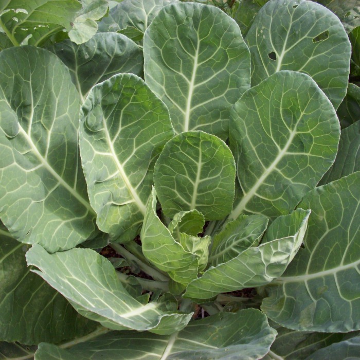 cool season vegetables