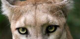 Mountain Lion P-22 Statue Coming To Griffith Park