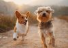 Doggy Daze 90210 Returns To Beverly Hills November 1