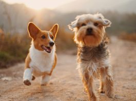 Doggy Daze 90210 Returns To Beverly Hills November 1