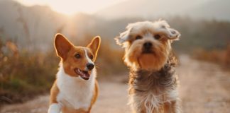Doggy Daze 90210 Returns To Beverly Hills November 1