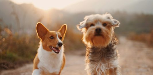 Doggy Daze 90210 Returns To Beverly Hills November 1
