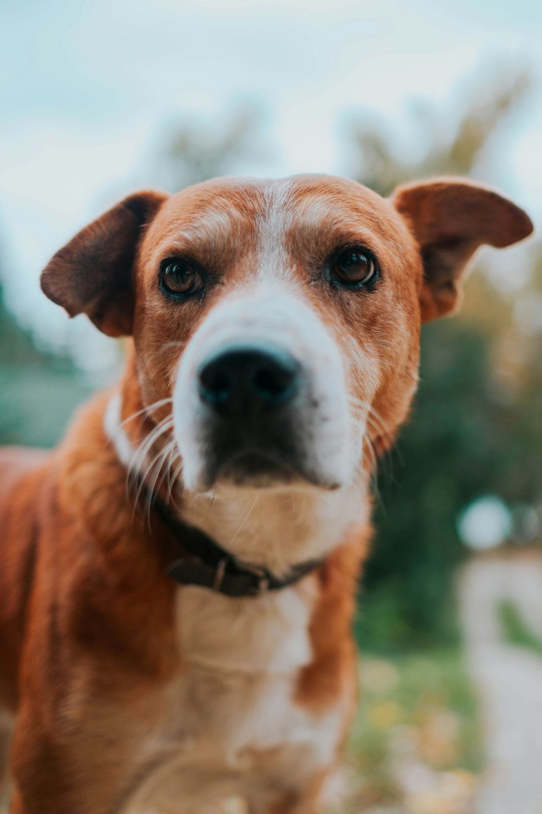 nenad-radojcic-8G26rwxtHHU-unsplash