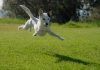 New Dog Park At Plummer Park Opens
